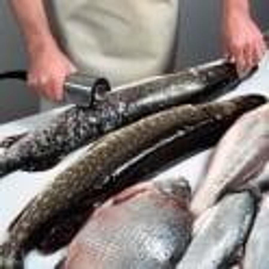 Used KT KT-S Fish Scaler