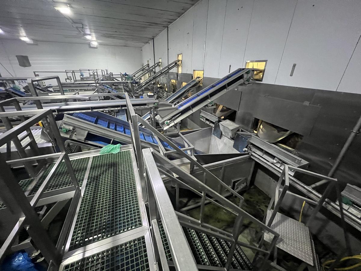 Used Continuous Potato Peeling Line