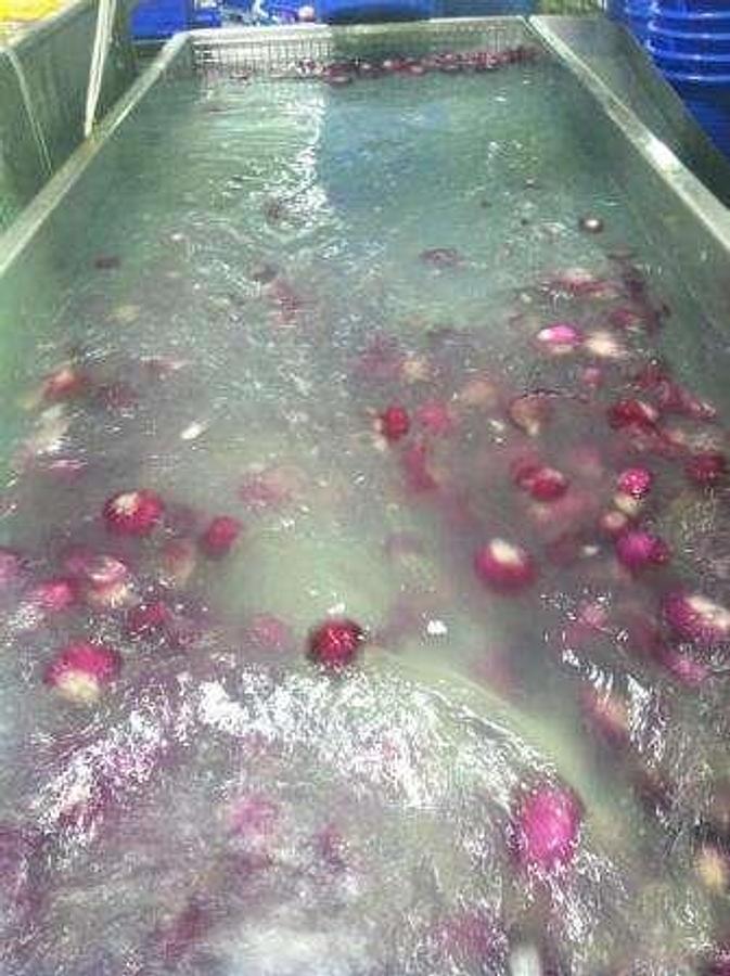 Used Standard Salad Flume Washer