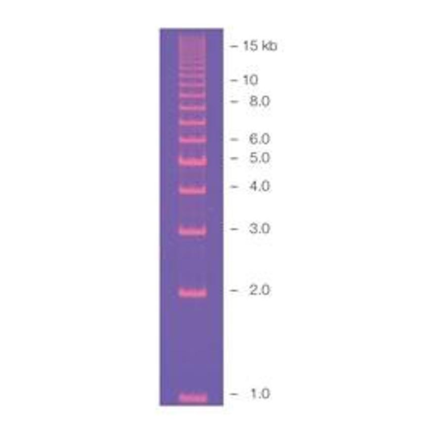 bio-rad-ez-load-molecular-ruler.jpg