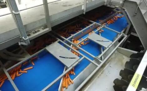 Vegetable Conveyors