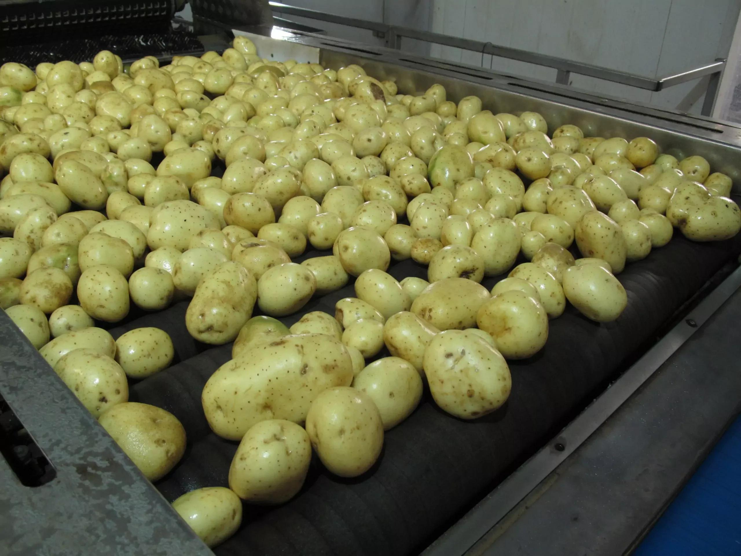 Vegetable Dryers