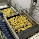 Vegetable Dryers