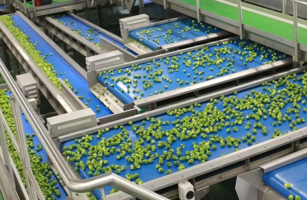 Vegetable Conveyors