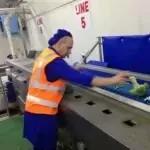 Broccoli Trimming Machine