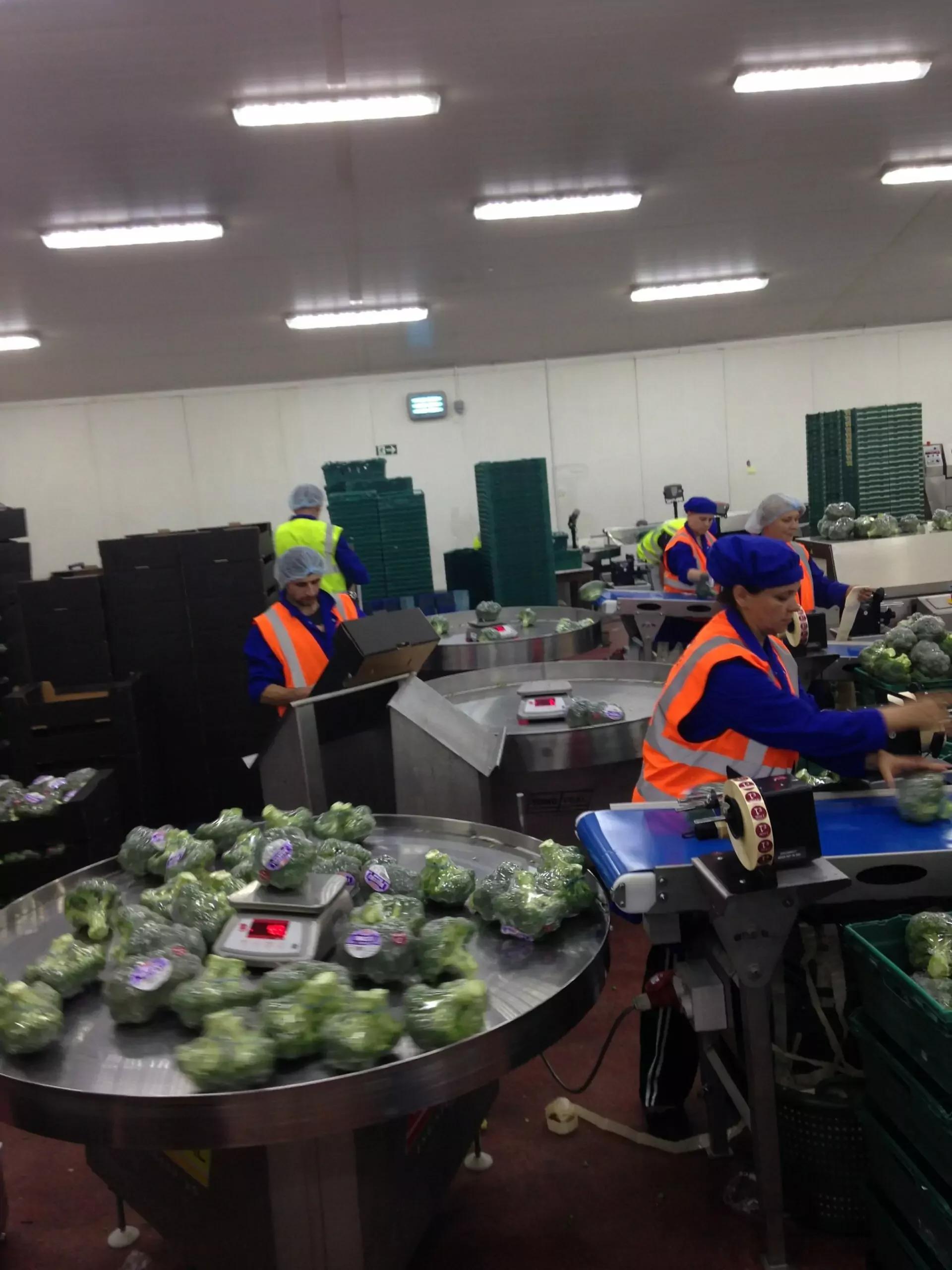Rotary Packing Tables