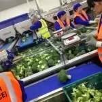 Broccoli Trimming Machine