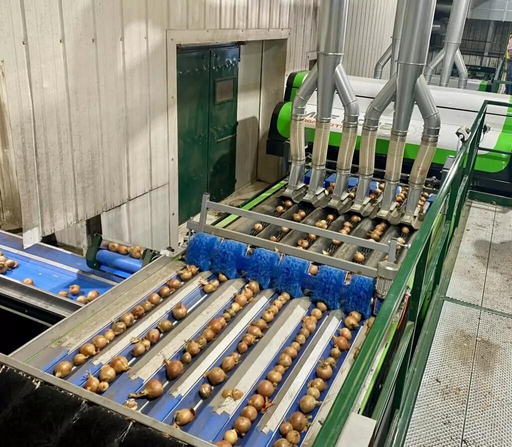 MAF RODA Potato and Onion Optical Sorting