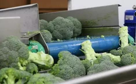 Broccoli Trimming Machine