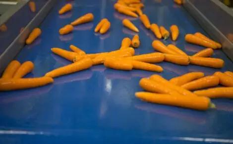 Visar Potato & Carrot Optical Sorting