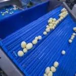 Industrial Potato Peeler