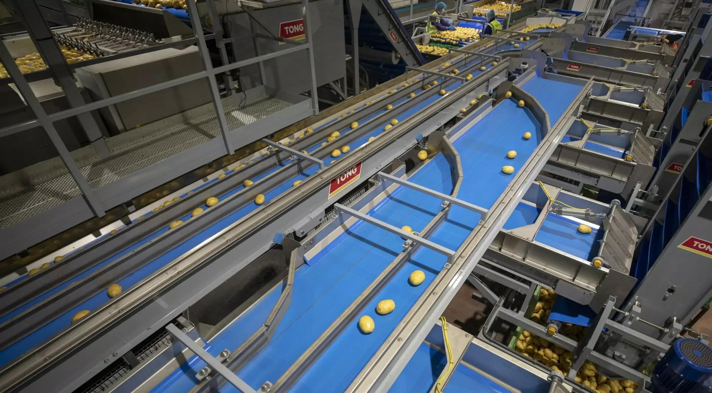 Vegetable Conveyors