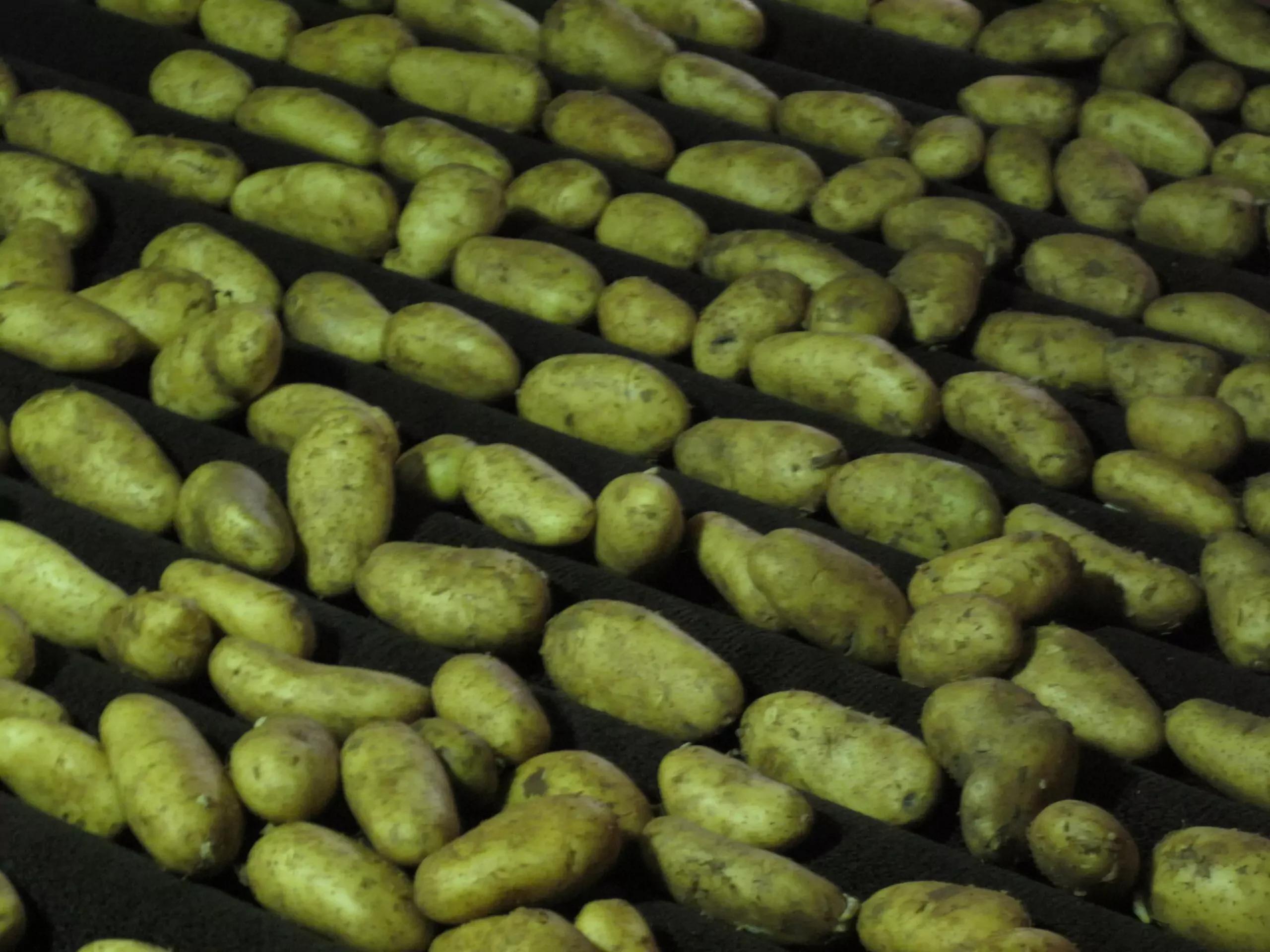 Vegetable Dry Brusher