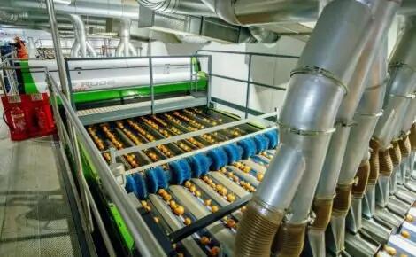 MAF RODA Potato and Onion Optical Sorting