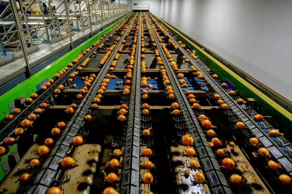 MAF RODA Potato and Onion Optical Sorting