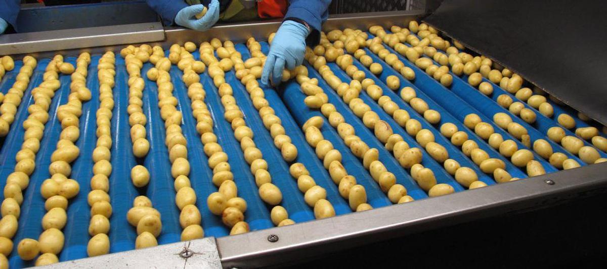 Vegetable Processing