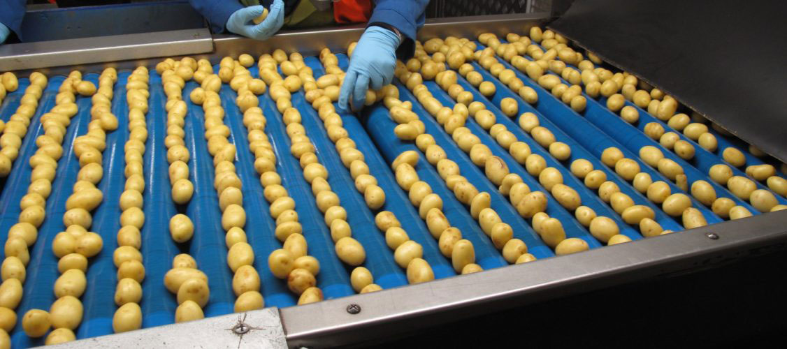 Vegetable Processing