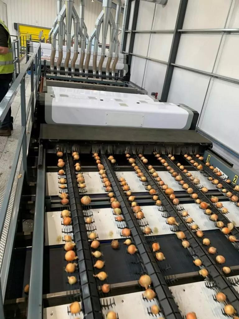 MAF RODA Potato and Onion Optical Sorting