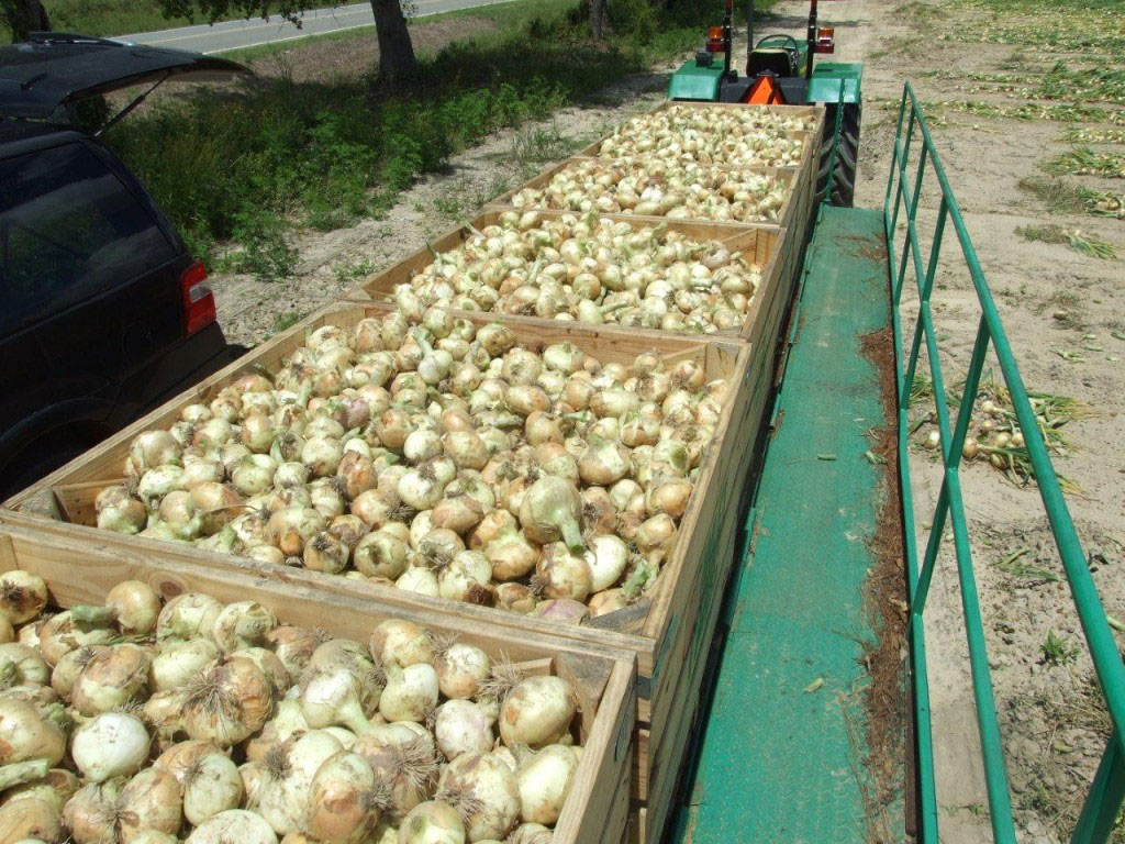 Harvesting Systems for Green Onions