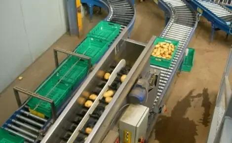 Vegetable Conveyors