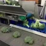 Broccoli Trimming Machine