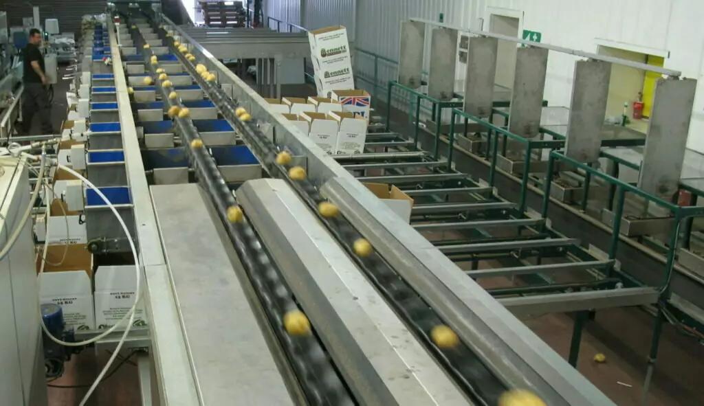 MAF RODA Potato and Onion Optical Sorting