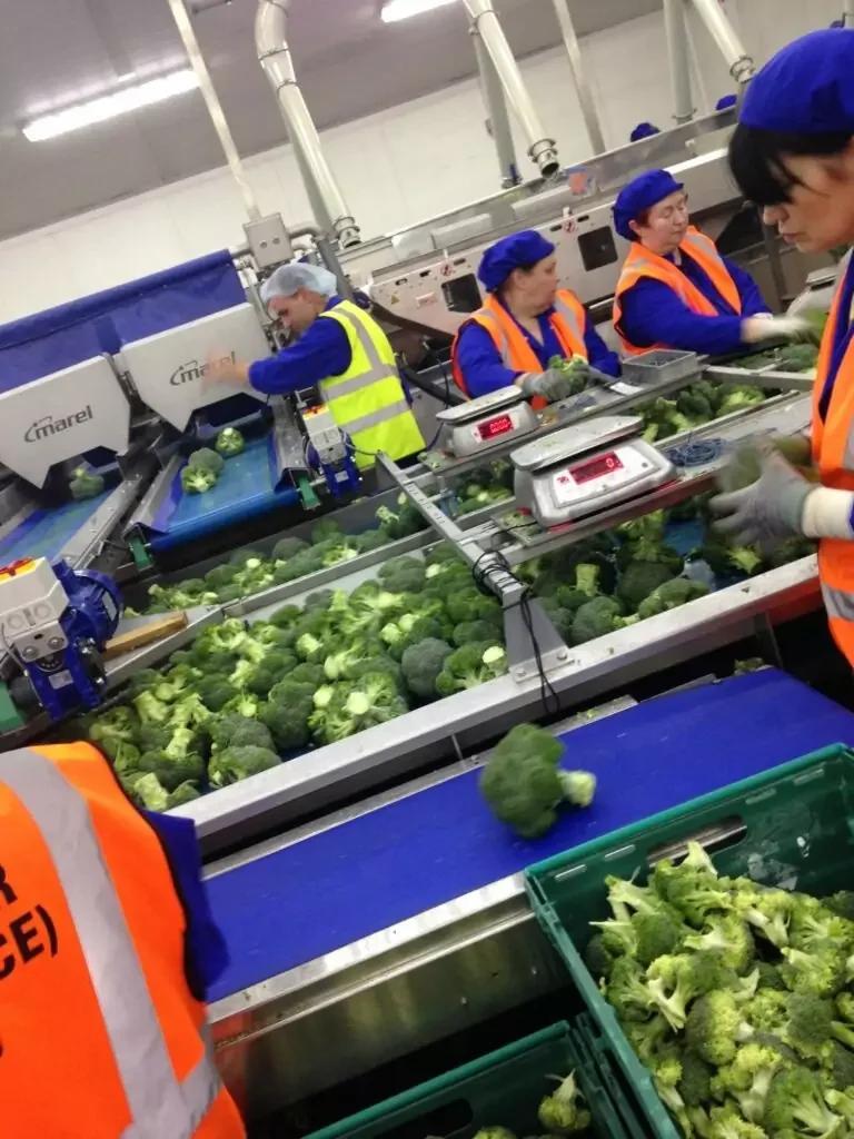 Broccoli Trimming Machine