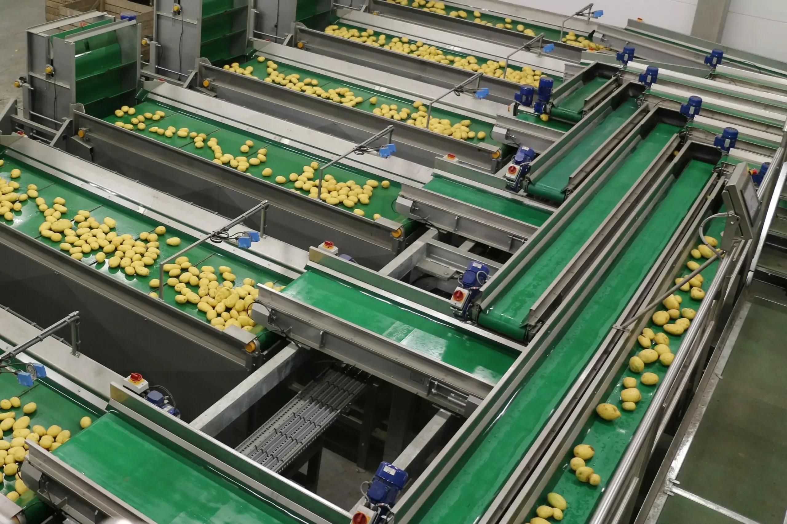 Vegetable Conveyors
