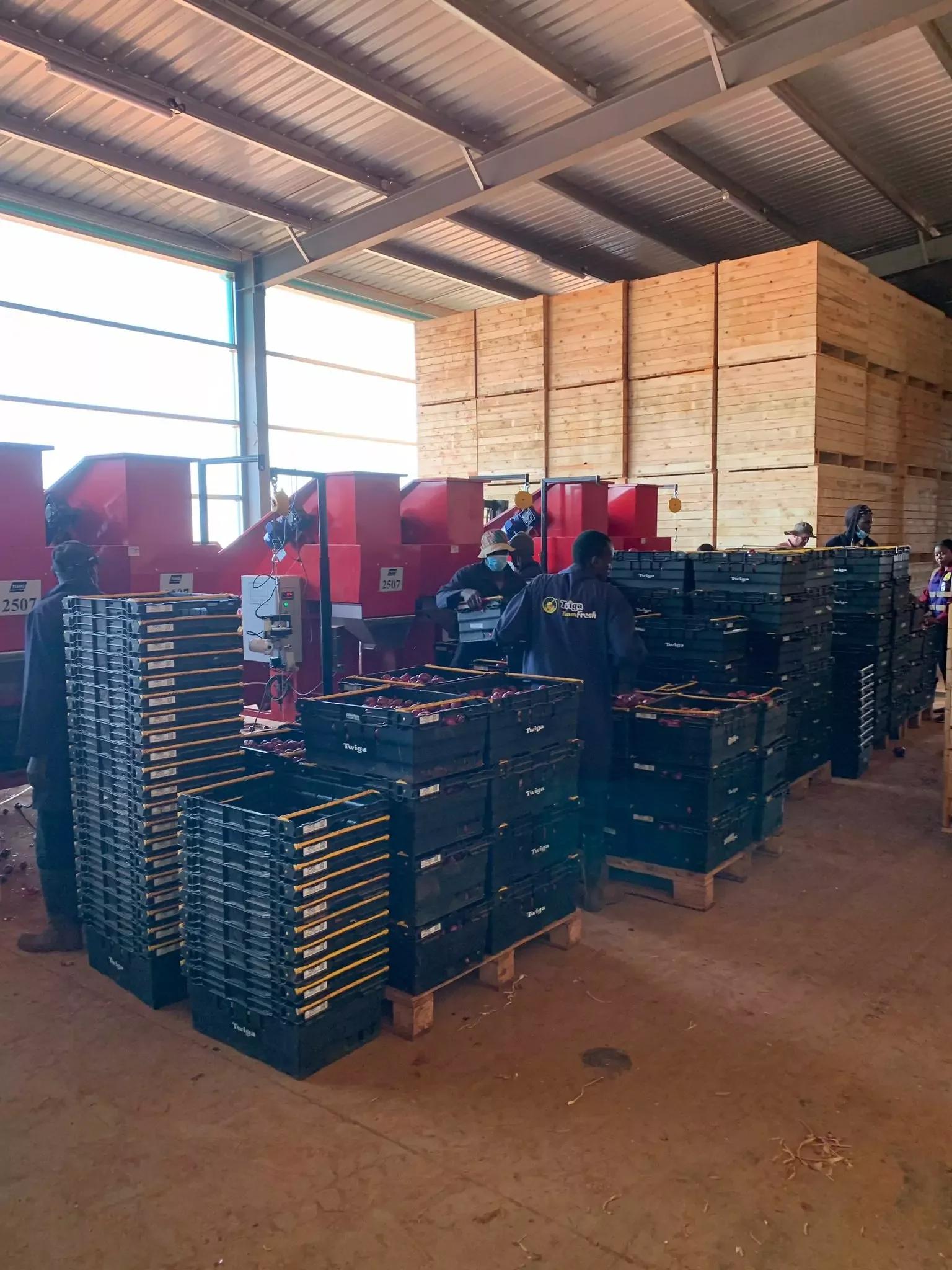 Tank Vegetable Weighers & Baggers