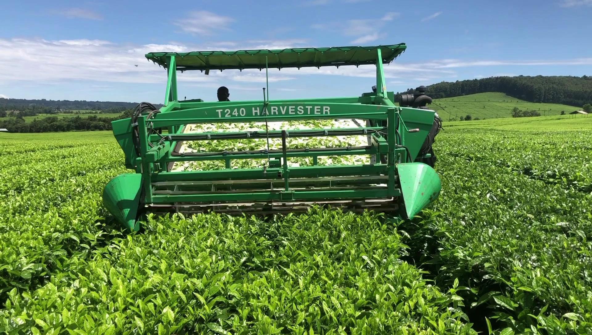 Tea Harvester