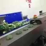 Broccoli Trimming Machine