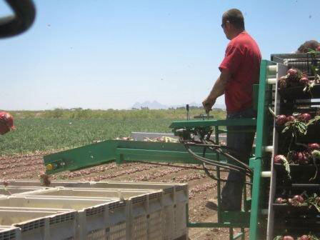 Box Loading Harvester