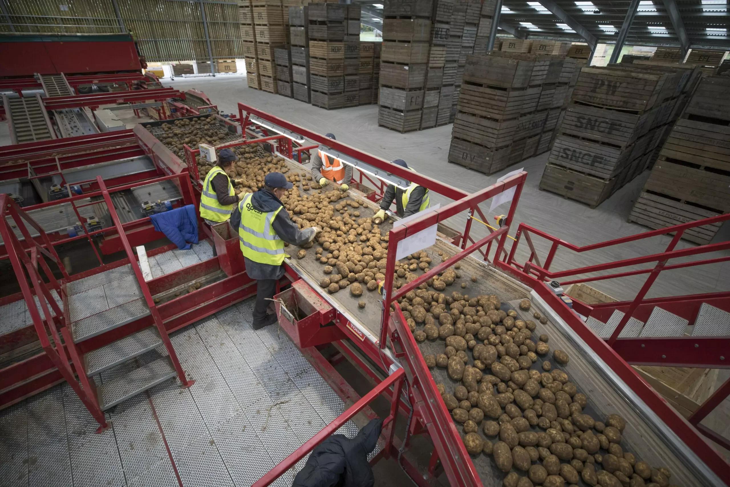 Vegetable Conveyors