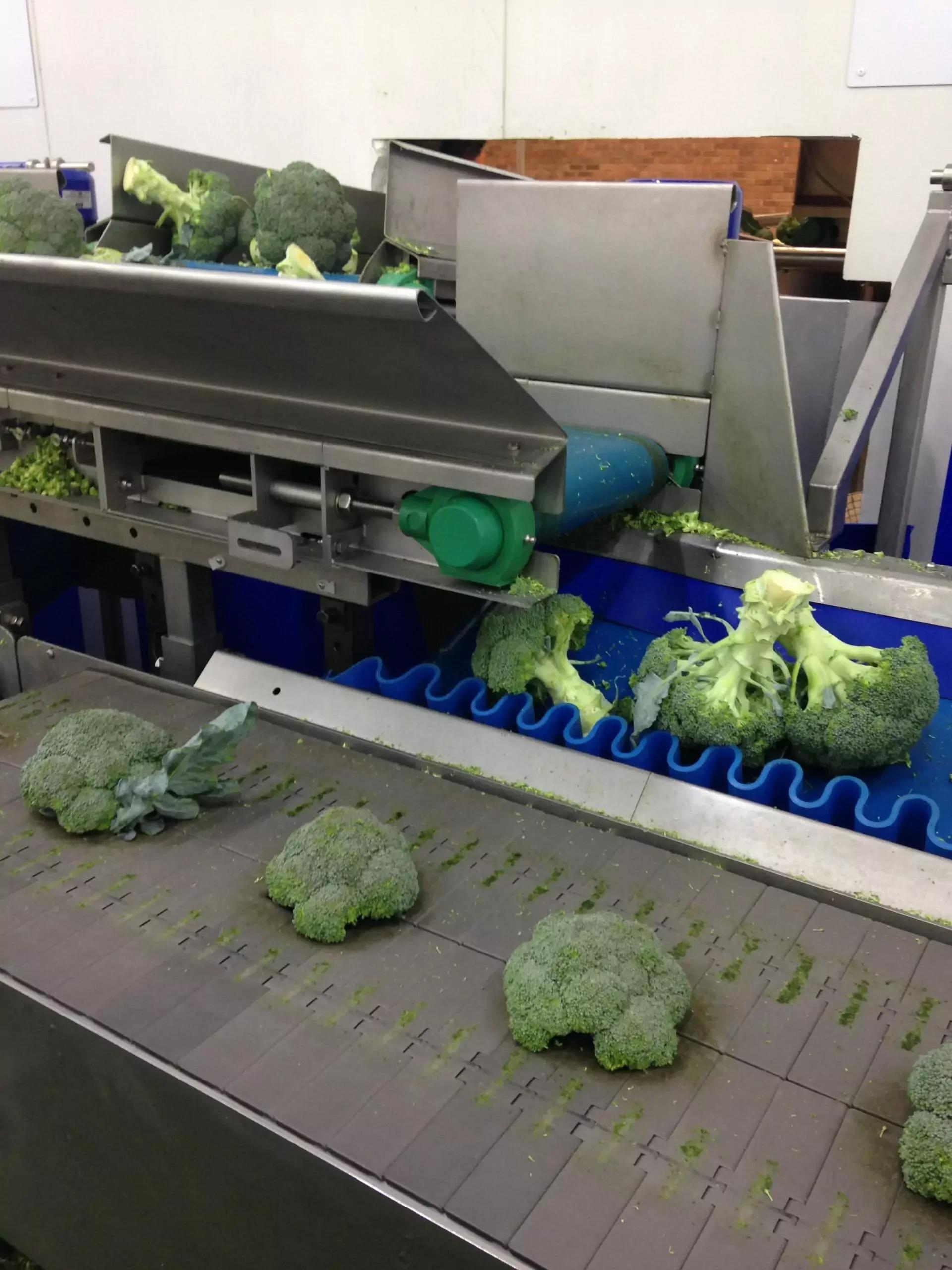 Broccoli Trimming Machine