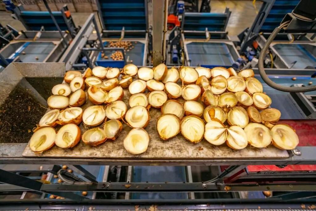 MAF RODA Potato and Onion Optical Sorting