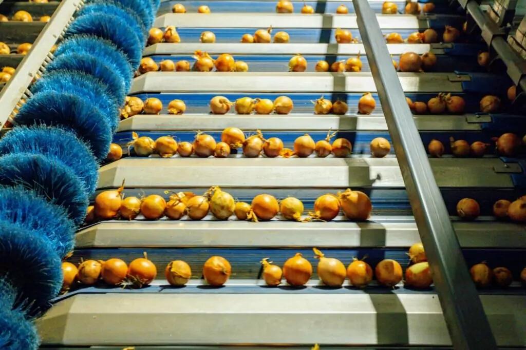 MAF RODA Potato and Onion Optical Sorting