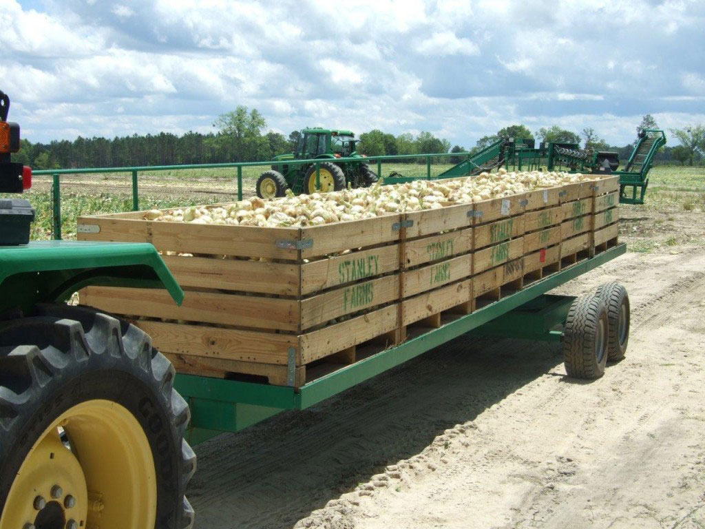 Harvesting Systems for Green Onions