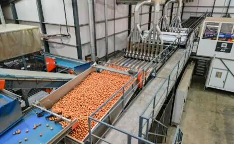 MAF RODA Potato and Onion Optical Sorting