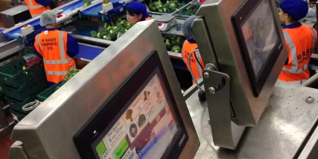 Broccoli Trimming Machine