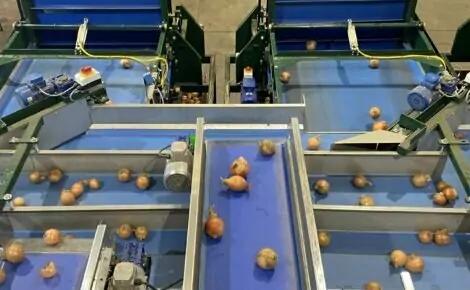 MAF RODA Potato and Onion Optical Sorting