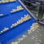 Industrial Potato Peeler