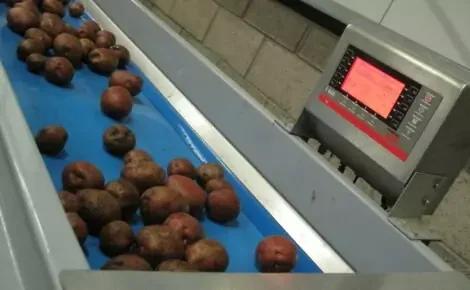 Vegetable Conveyors