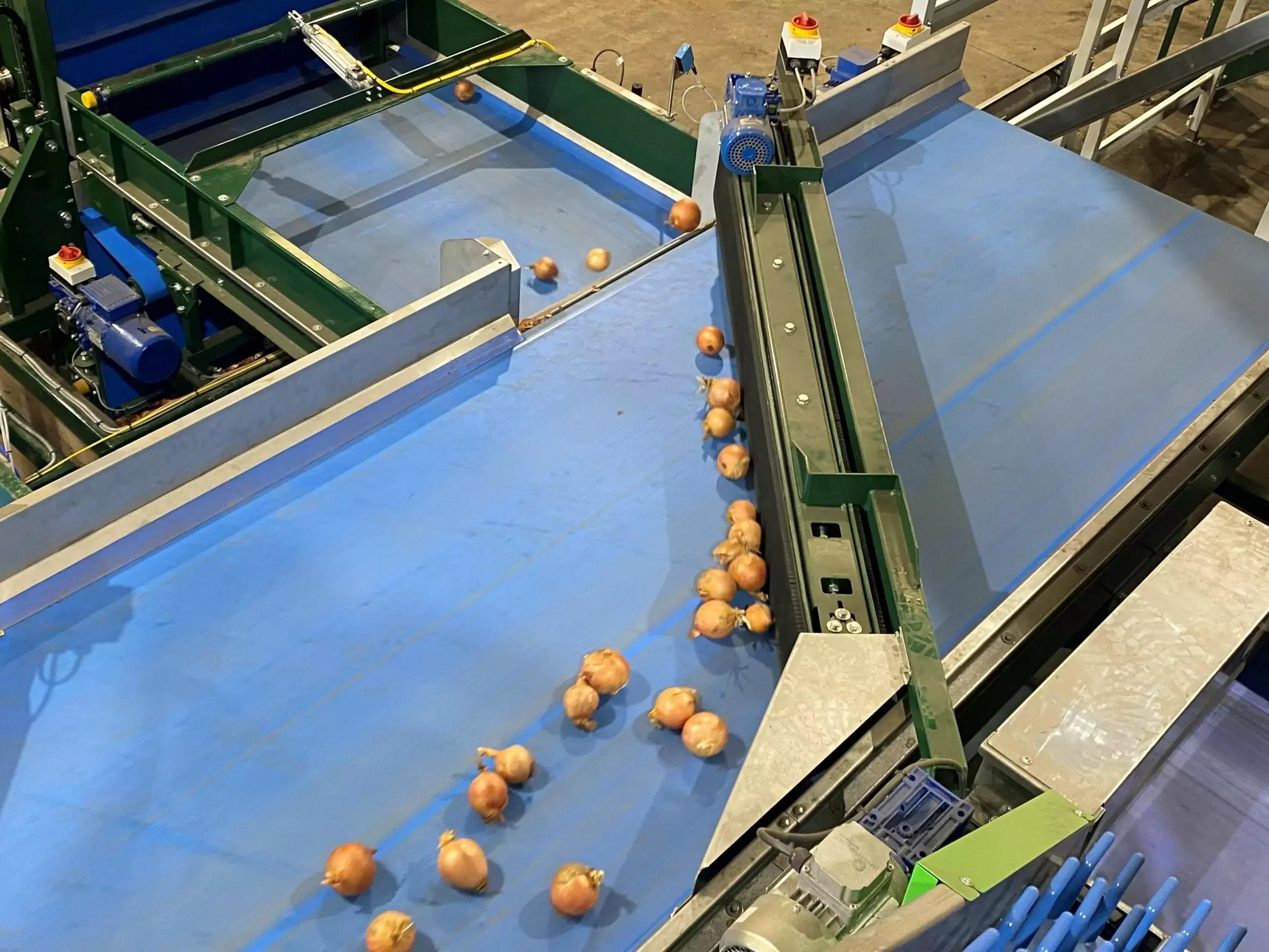 Vegetable Conveyors