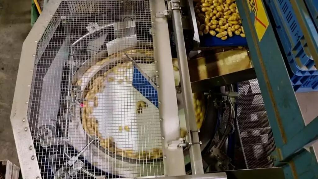Visar Potato & Carrot Optical Sorting