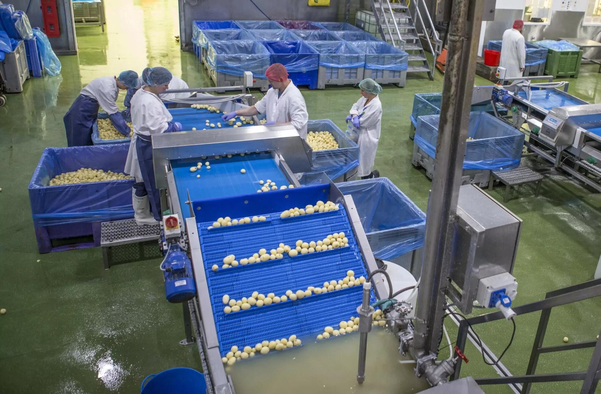 Industrial Potato Peeler
