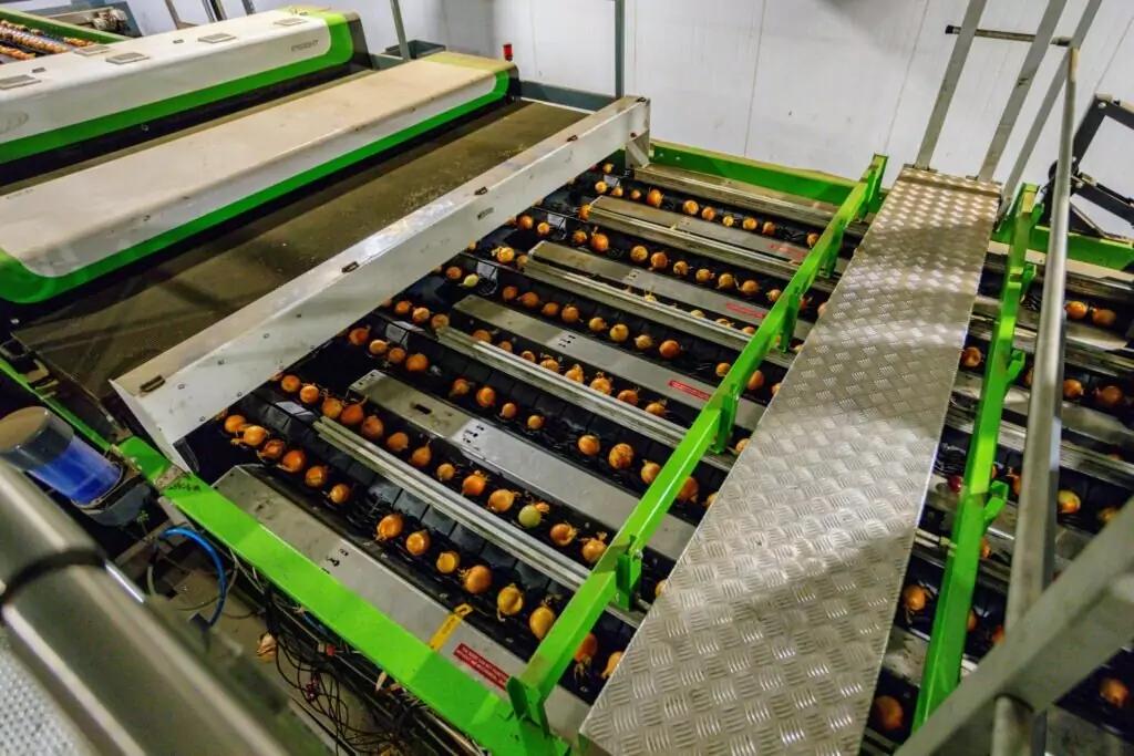 MAF RODA Potato and Onion Optical Sorting