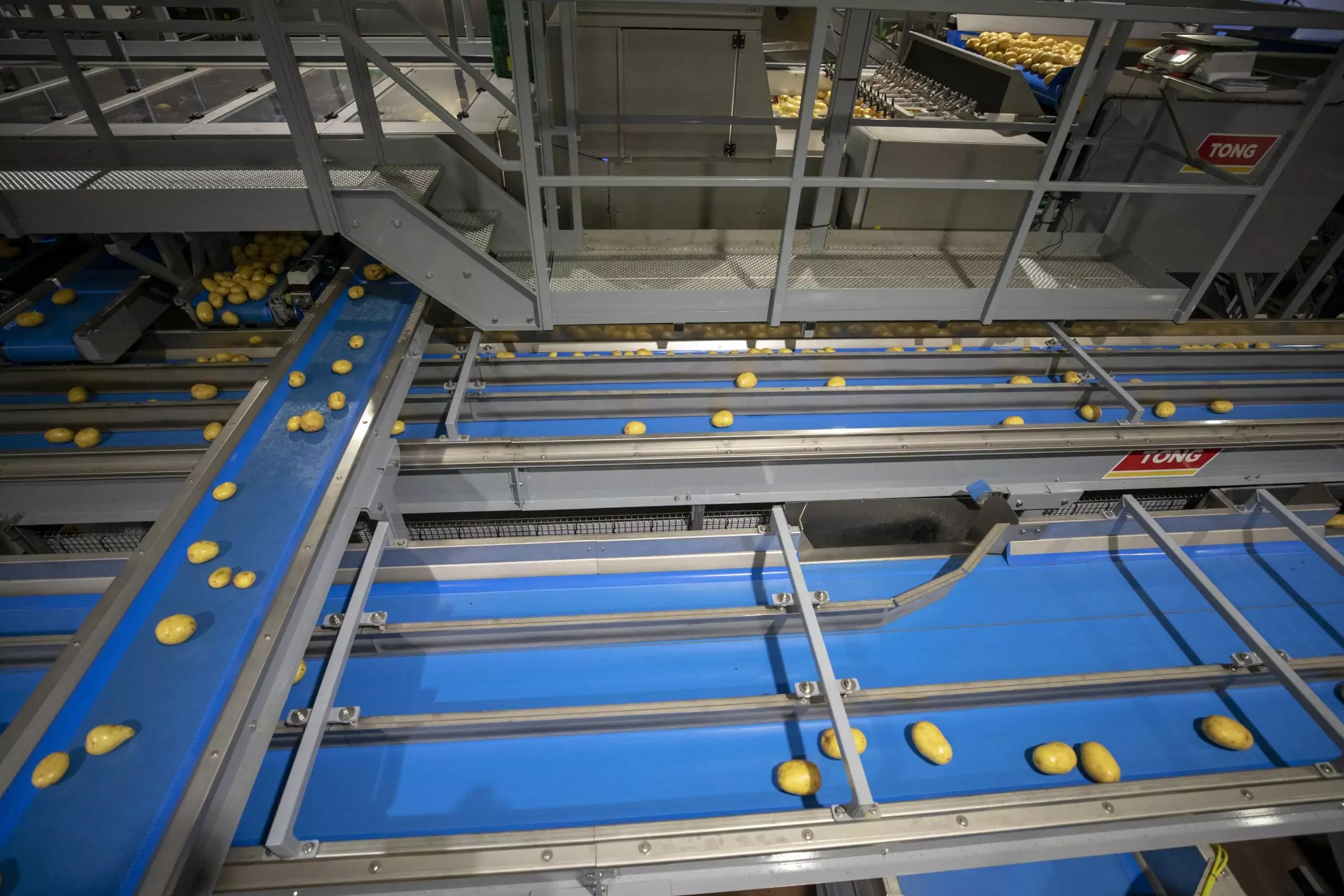 Vegetable Conveyors