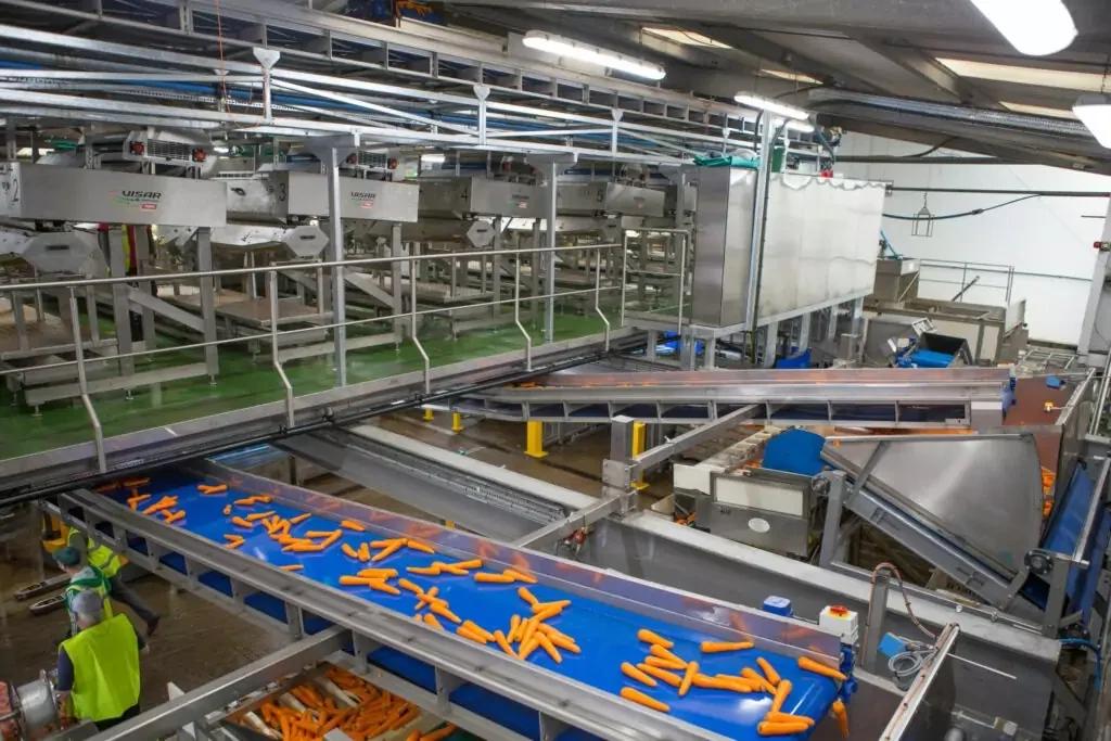 Visar Potato & Carrot Optical Sorting