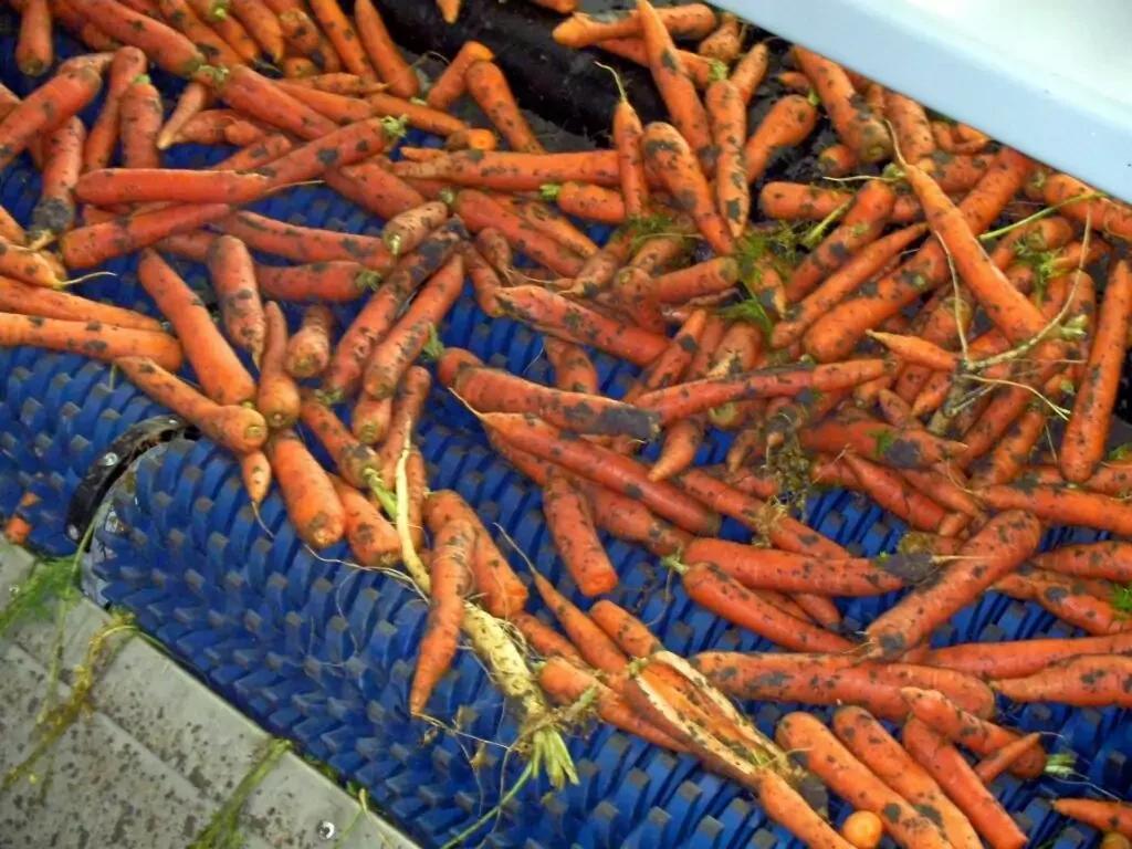 Vegetable Star Dirt Eliminator