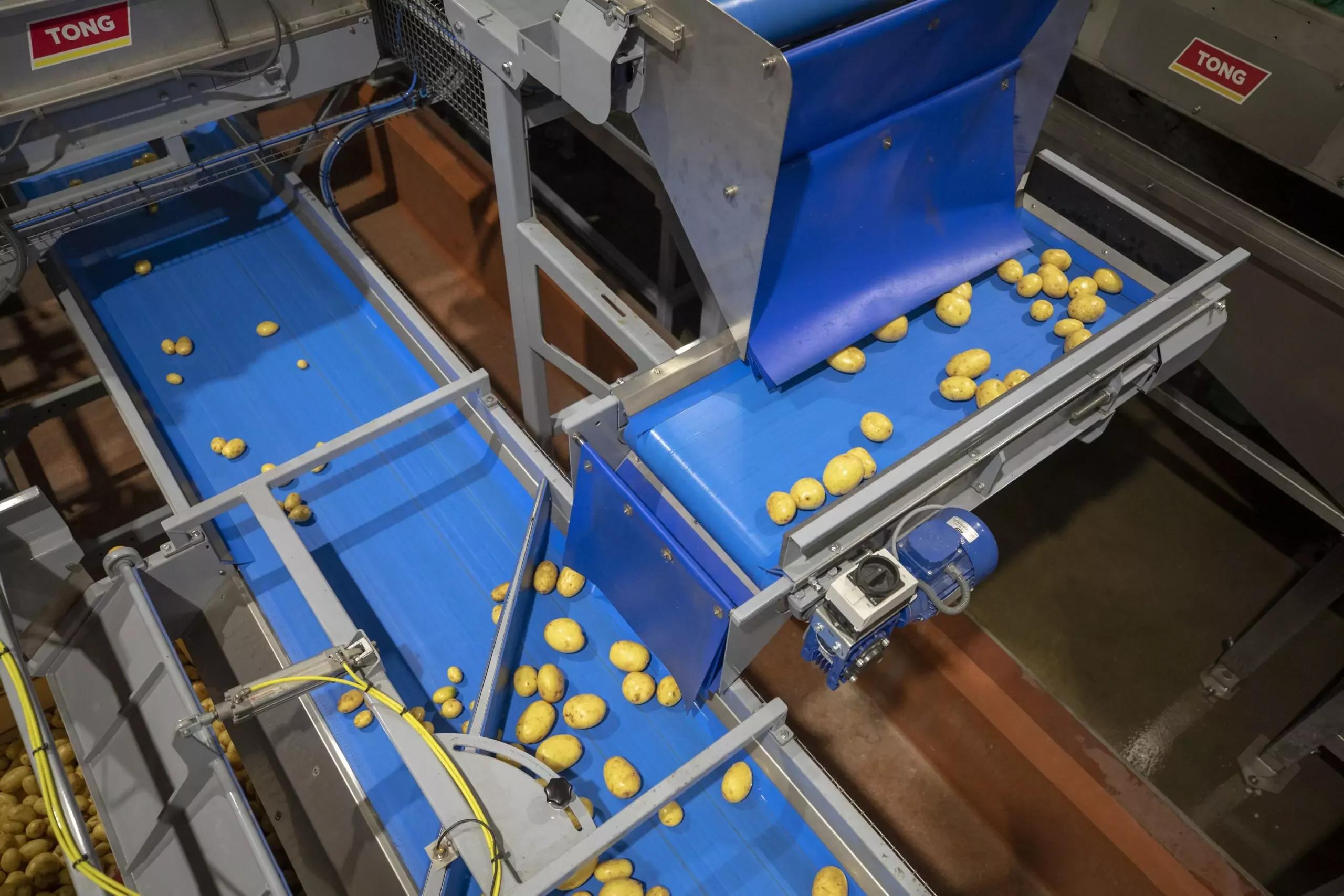 Vegetable Conveyors